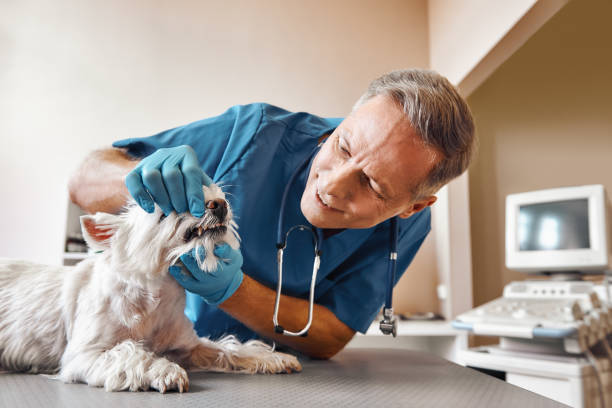 Best Emergency Denture Repair in Essex Junction, VT
